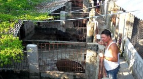 Hai lần mất trăm triệu vì nuôi lợn rừng lai