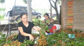 Nhãn chín muộn Việt Nam đã đến Mỹ