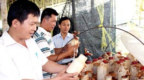 Xây dựng thương hiệu nấm dược liệu Đồng Nai