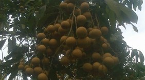 Nhãn chín muộn thăm dò thị trường Mỹ