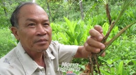 'Sốt' nghệ xà cừ