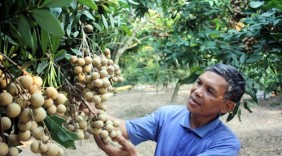Hướng đi mới cho sản xuất nhãn lồng ở Hưng Yên