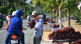 Nho Trung Quốc đội lốt Mỹ bán dọc miền Tây