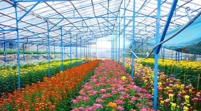 Phát triển thương hiệu hoa Đà Lạt - Giúp sức từ ngành điện