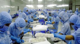 Hàn Quốc – thị trường hàng đầu của mực, bạch tuộc Việt Nam