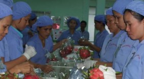 VKFTA- Rộng đường cho nông thủy sản Việt