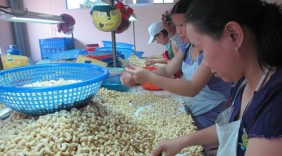 Xuất khẩu điều tăng tốc