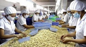 Xuất khẩu điều kỳ vọng đạt 2,5 tỷ USD