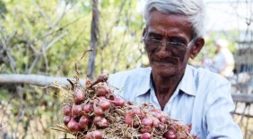 Đoàn thanh niên mua hành tím giá gấp đôi thương lái