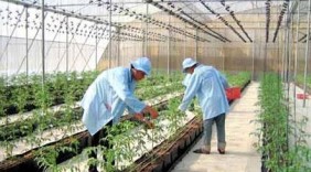 Việt Nam sắp có nhà máy sản xuất rau sạch năng suất cao
