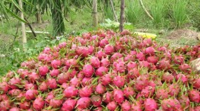Thanh Long Bình Thuận lại rớt giá thảm