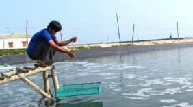 33 tỷ con tôm giống bị đổ bỏ