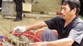 Giá tôm hùm thương phẩm giảm mạnh, người nuôi lo lỗ vốn