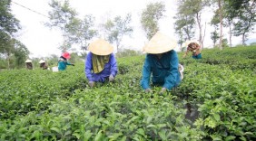 Ngành chè Việt Nam 