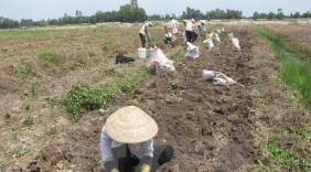 Nông dân Đồng Tháp Mười trúng mùa khoai mỡ, giá tiêu thụ cao
