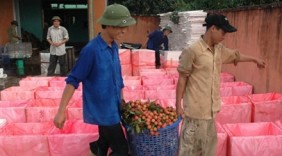 Miễn phí kiểm dịch vải tươi xuất khẩu qua đường hàng không