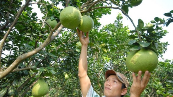 ‘4 nhà’ xây thương hiệu trái cây Việt