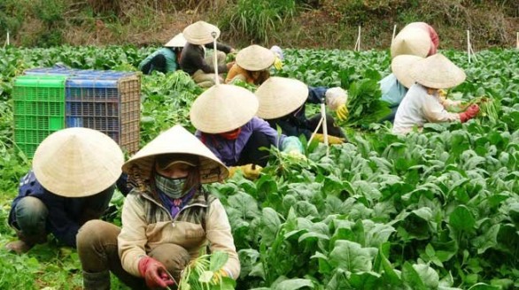 Phát triển thương hiệu đặc trưng của thành phố Đà Lạt