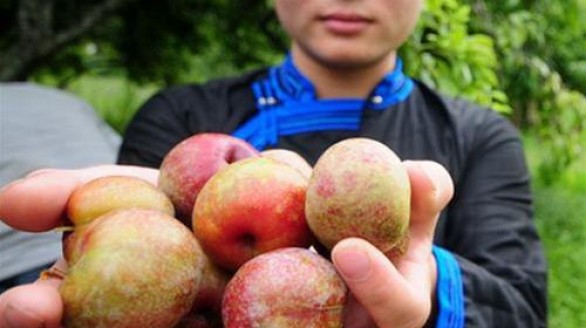 Ứng dụng kỹ thuật nâng cao chất lượng mận tam hoa Bắc Hà