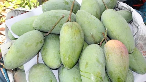 Xoài ba màu đạt chứng nhận VietGAP