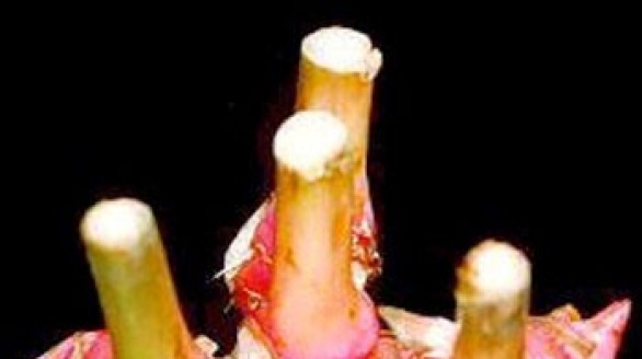 Riềng củ bài thuốc dân gian trị viêm đại tràng hiệu quả