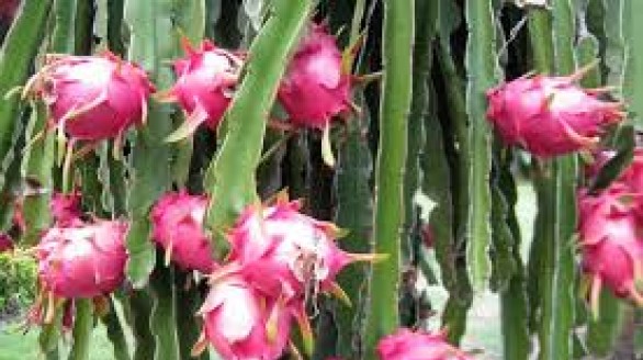 BÌNH THUẬN XUẤT KHẨU THANH LONG SANG NHẬT BẢN 2015