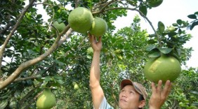 ‘4 nhà’ xây thương hiệu trái cây Việt