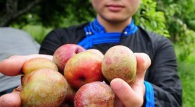Ứng dụng kỹ thuật nâng cao chất lượng mận tam hoa Bắc Hà
