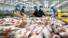 Đường vào Mỹ của cá tra sau năm 2017
