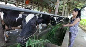 Vinamilk ký hợp đồng trực tiếp với hộ nông dân