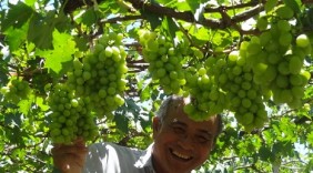 Nho an toàn Ba Mọi