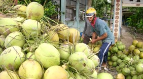 Dừa Bến Tre giảm phụ thuộc vào thị trường Trung Quốc