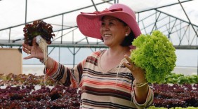 Trồng rau thủy canh lãi 5 tỷ đồng mỗi ha
