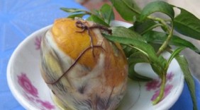 Bí quyết đẻ con chân dài: ăn trứng vịt lộn