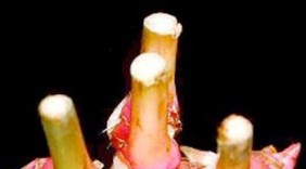 Riềng củ bài thuốc dân gian trị viêm đại tràng hiệu quả
