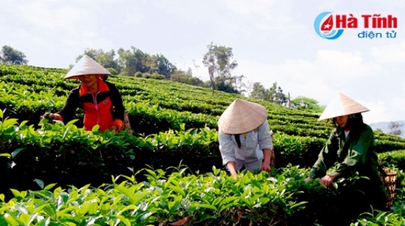 Vững vàng thương hiệu chè Tây Sơn