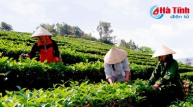 Vững vàng thương hiệu chè Tây Sơn