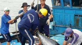 Cá ngừ đại dương được mùa, được giá
