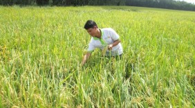 Tỉ phú lúa giống