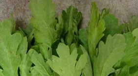 Bài thuốc chữa bệnh từ rau cải cúc