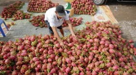 Việt Nam sẽ là ngôi sao sáng tại thị trường Mỹ