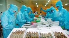 Xuất khẩu tôm sang thị trường Mỹ nhiều khởi sắc