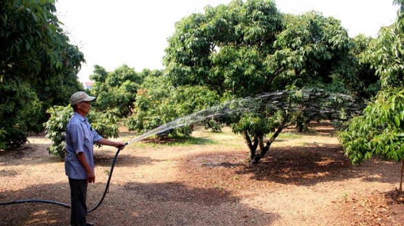 Tăng mạnh diện tích vải thiều xuất khẩu