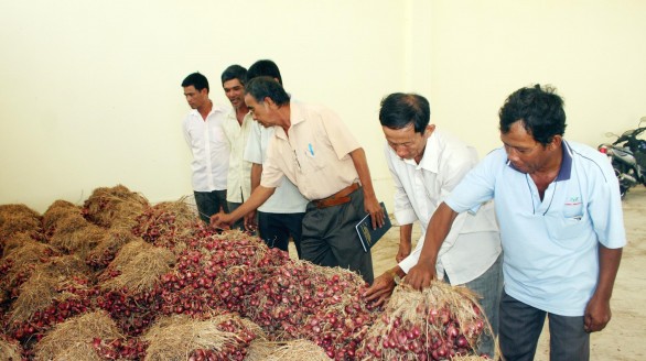 VỤ HÀNH TÍM 2015 - 2016: ĐẦU RA VẪN KHÁ NAN GIẢI