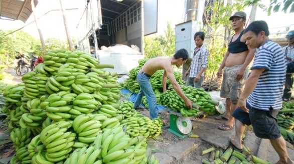 Giá chuối tăng cao, nông dân lãi khá
