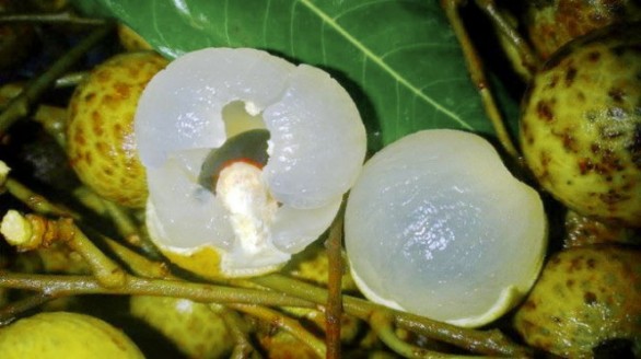 Thăm phố Hiến ăn nhãn lồng Hưng Yên