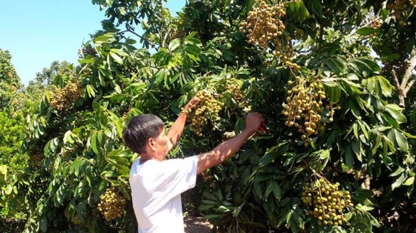 Nhãn lồng Hưng Yên ngon ngọt trên đất Đak Pơ