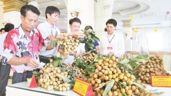 Tìm kiếm hướng đi mới cho sản xuất nhãn lồng ở Hưng Yên
