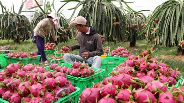 Thương lái Trung Quốc âm thầm mở xưởng thu gom thanh long