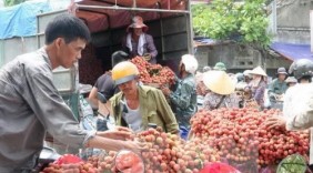 Mở rộng mô hình sản xuất vải thiều xuất khẩu ở Hải Dương